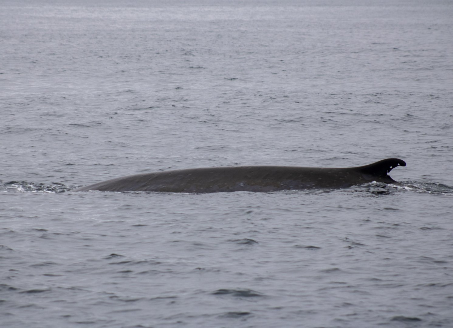 Fin Whale - Alaska
