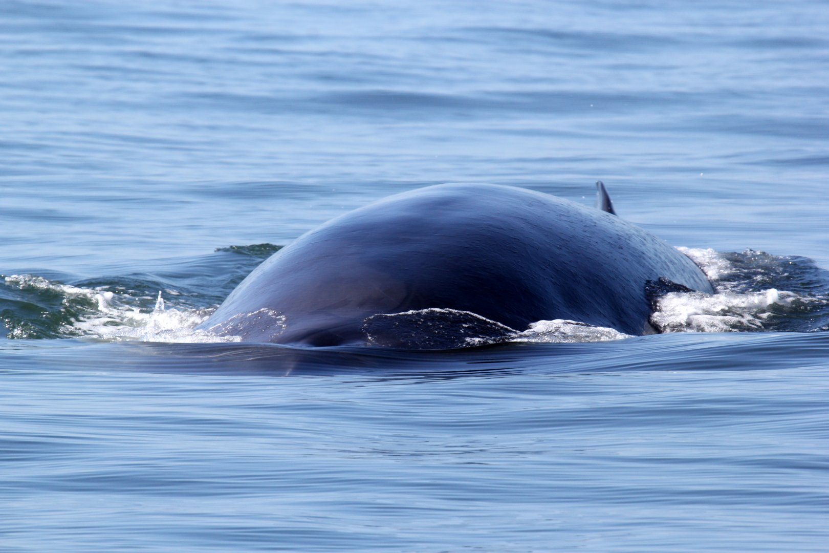 fin whale (Balaenoptera physalus)