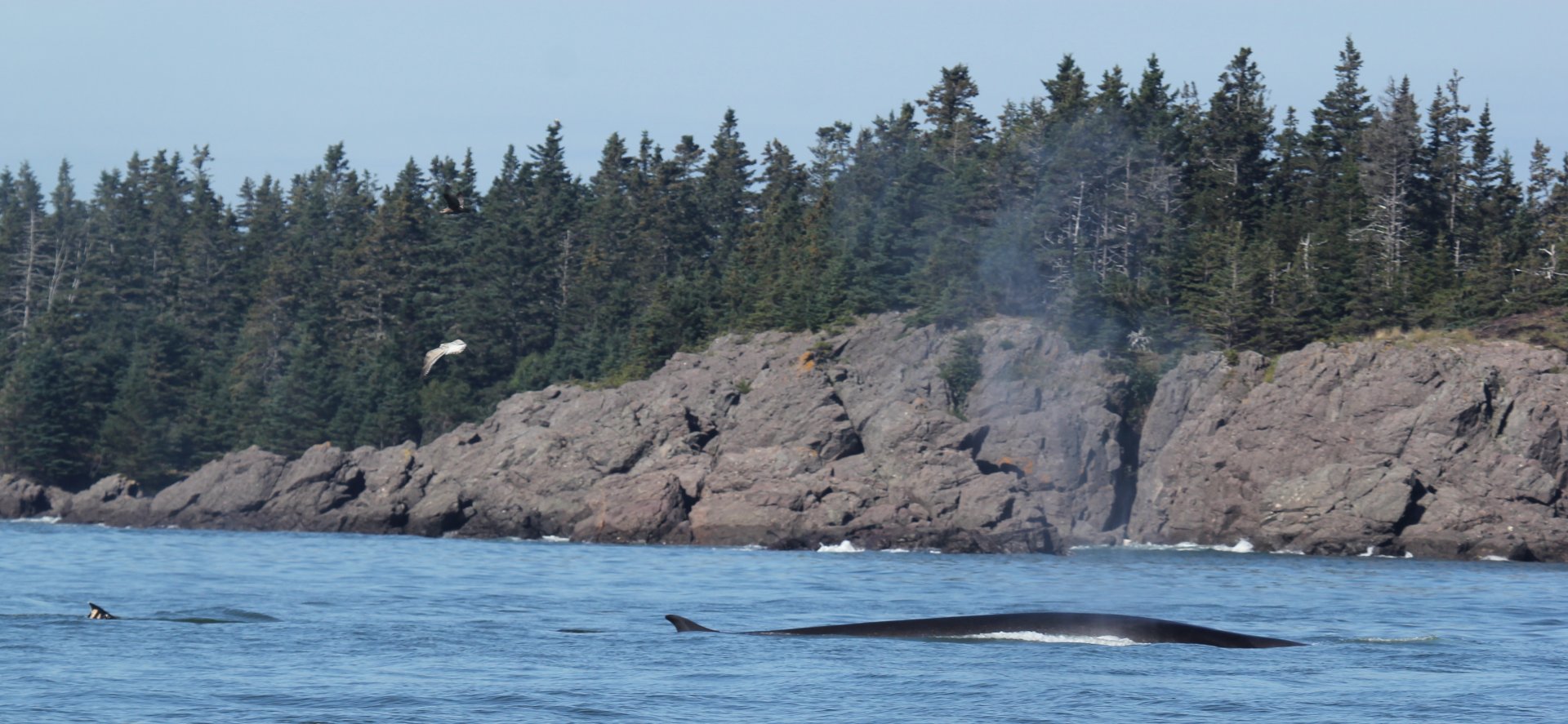 fin whale (Balaenoptera physalus)
