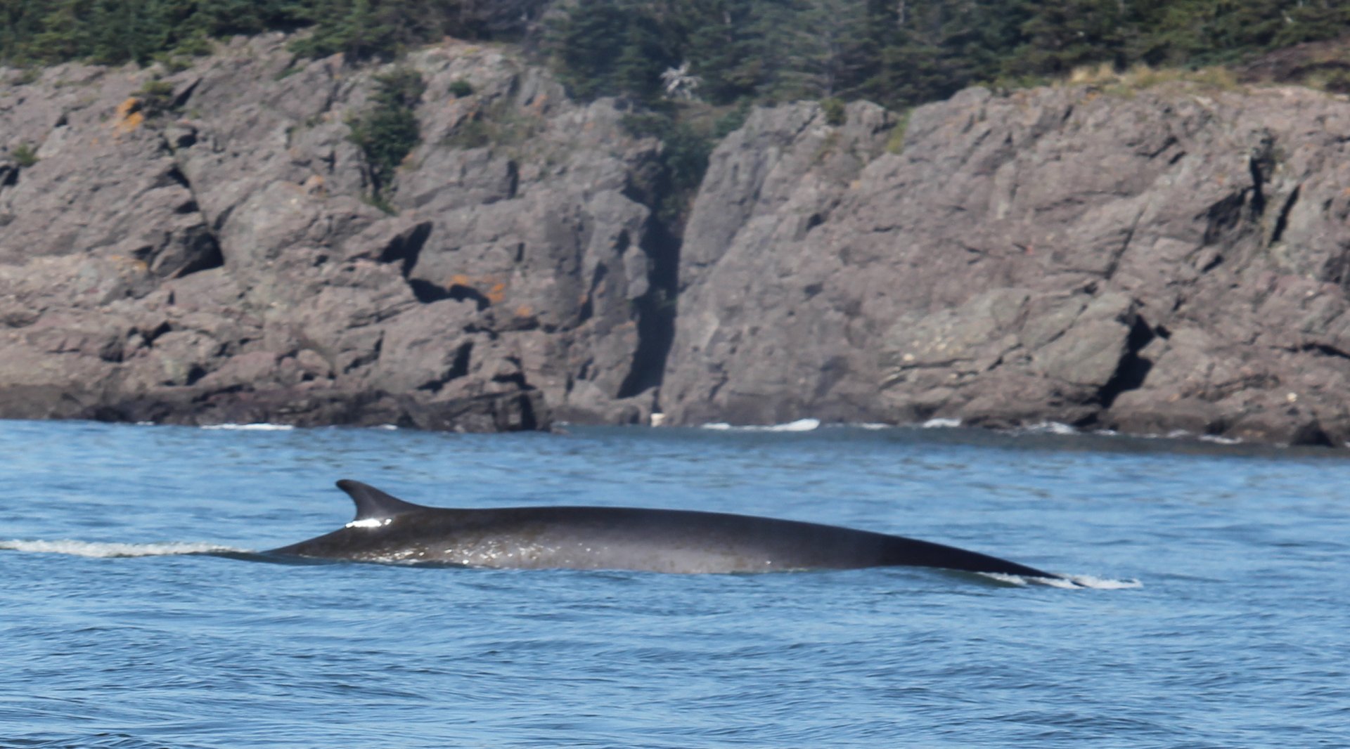fin whale (Balaenoptera physalus)