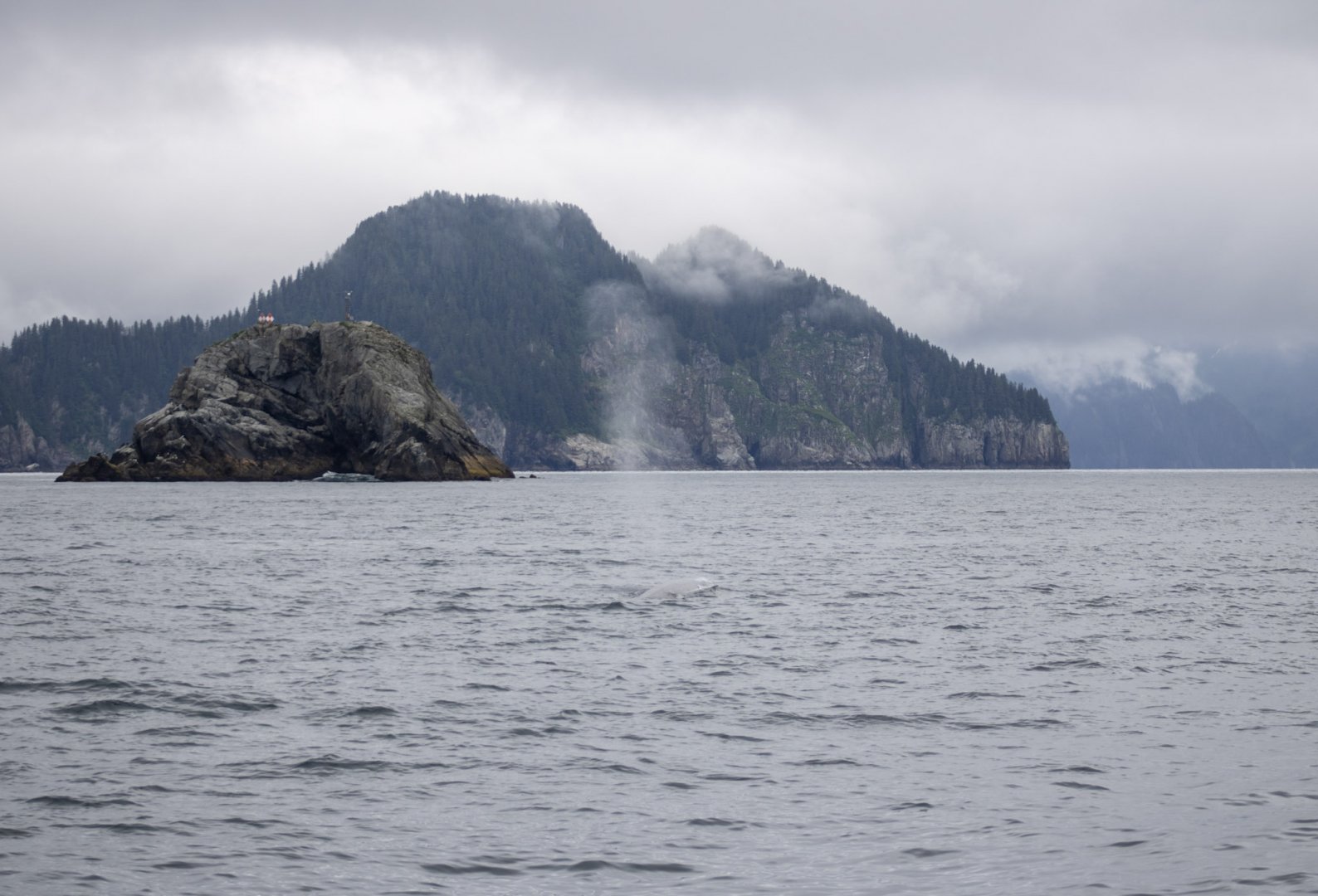 Fin Whale Blow - Alaska