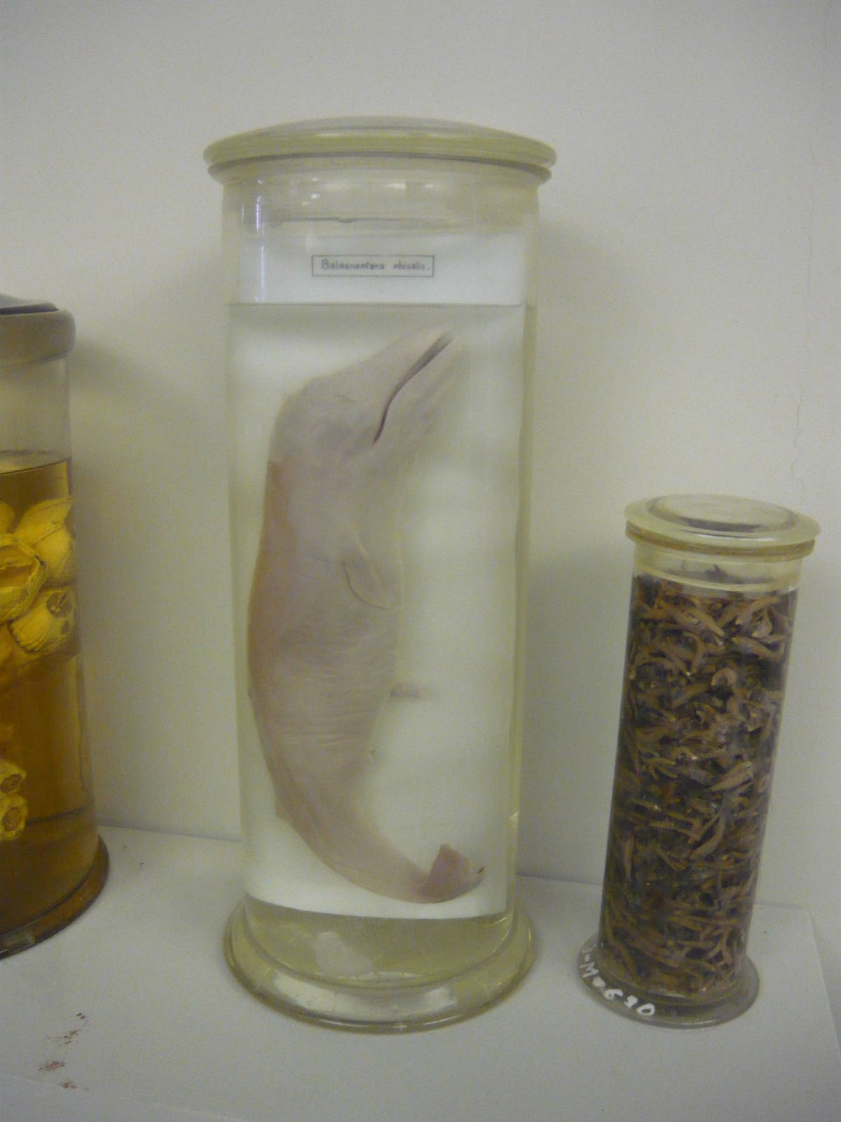 Fin whale embryo and whale's stomach content