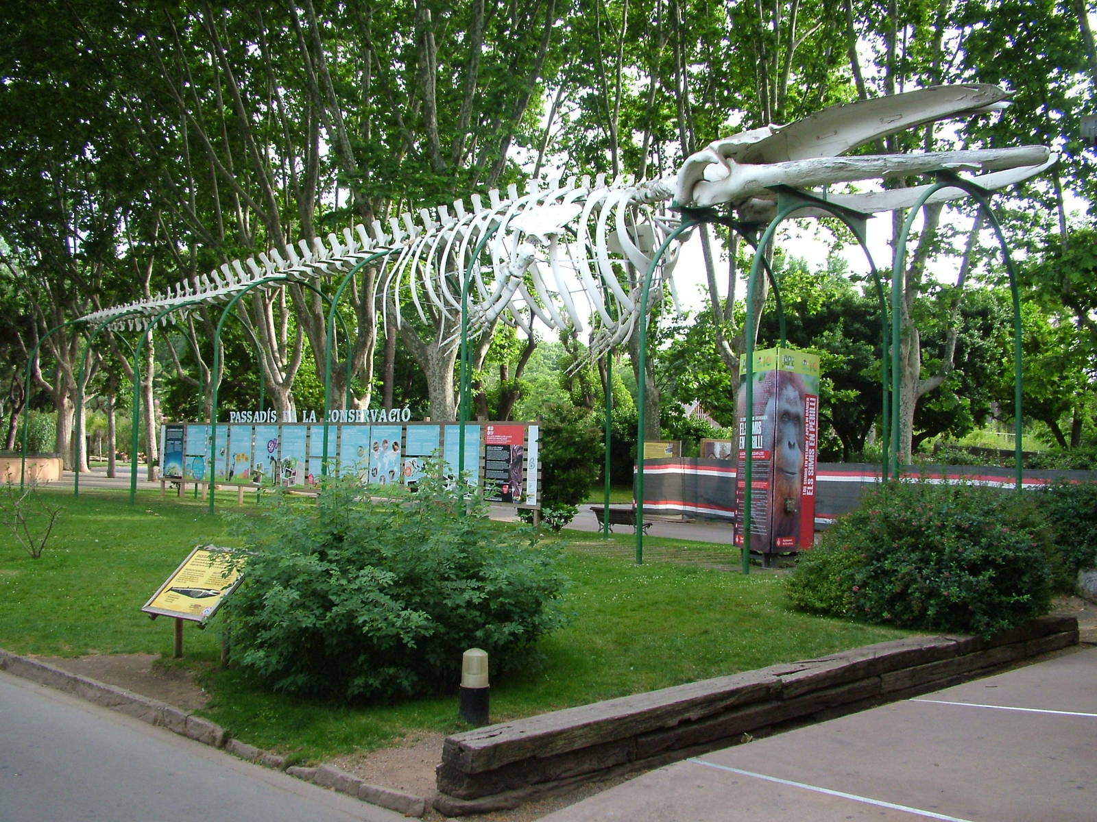 Fin Whale Skeleton at Barcelona, 30/05/11