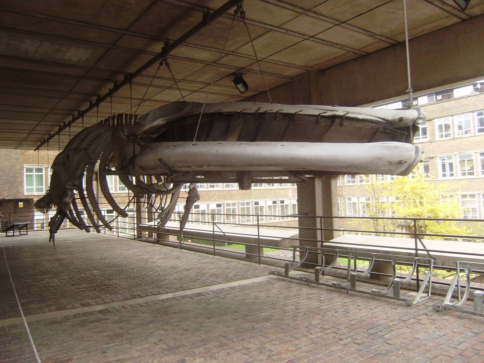 Fin whale skeleton at Cambridge Natural History Museum