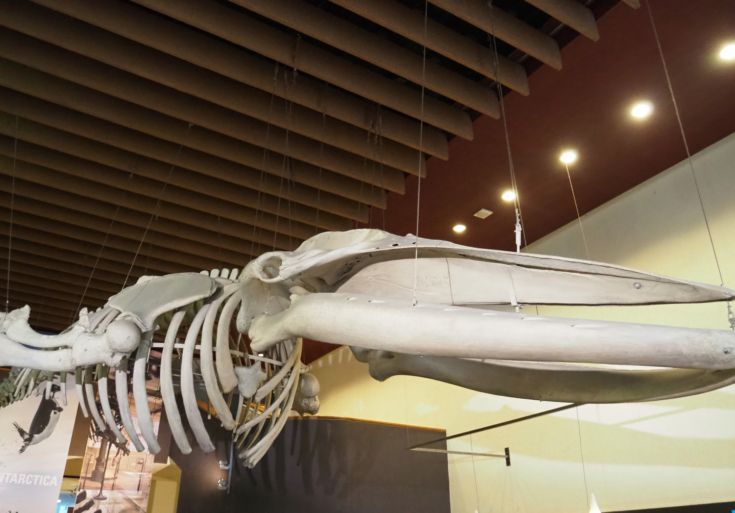 Fin whale skeleton (Balaenoptera species) hanging from the ceiling of the entrance hall, 2019-12-03