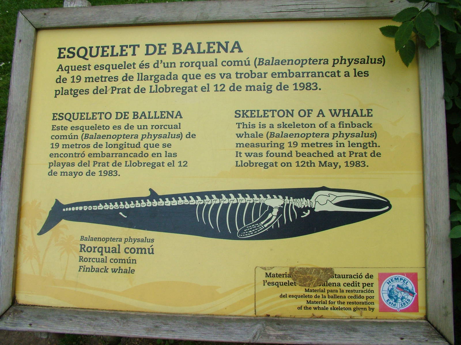 Fin Whale Skeleton Signage at Barcelona, 30/05/11