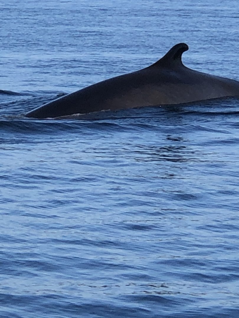 Fin Whale