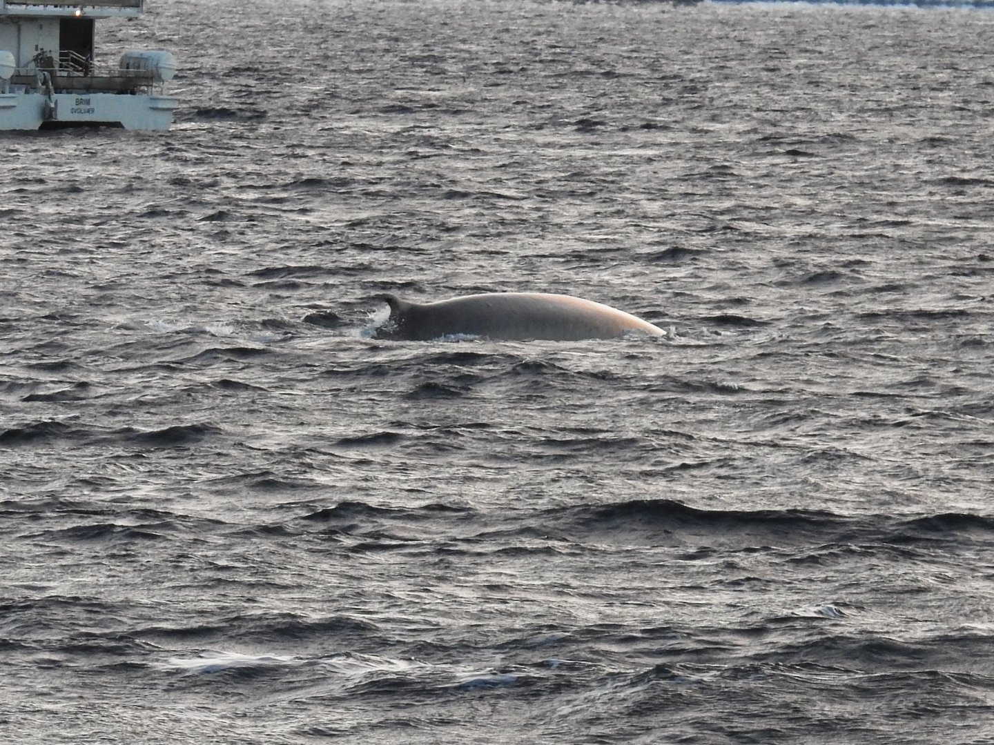 Fin Whale
