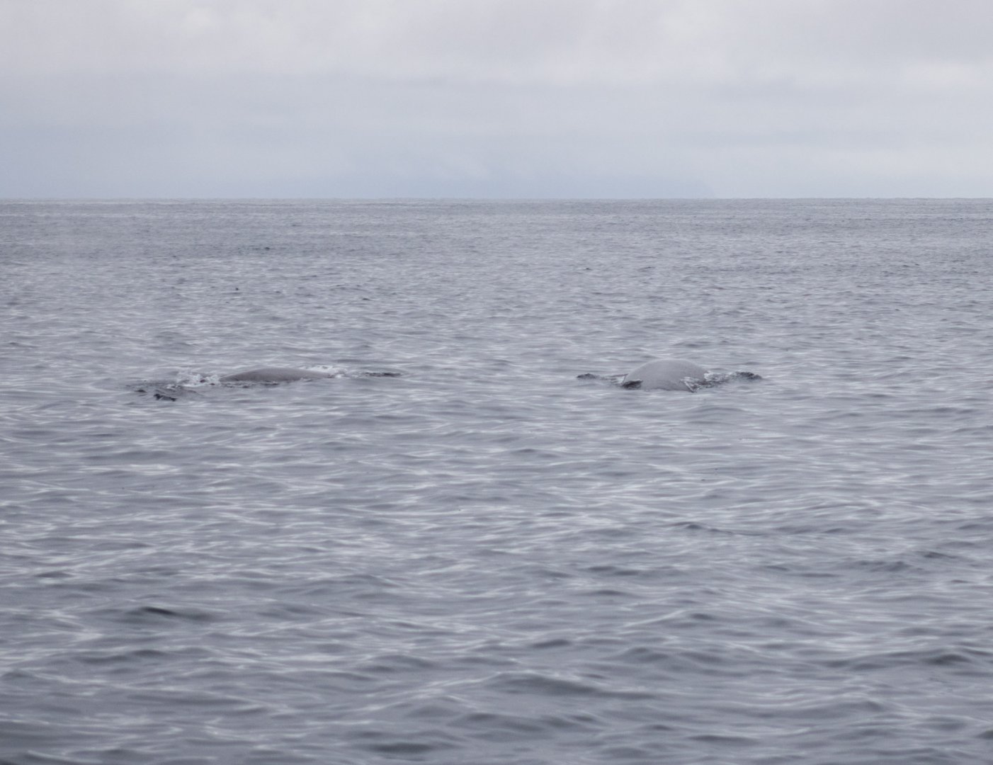 Fin Whales breaking surface - Alaska