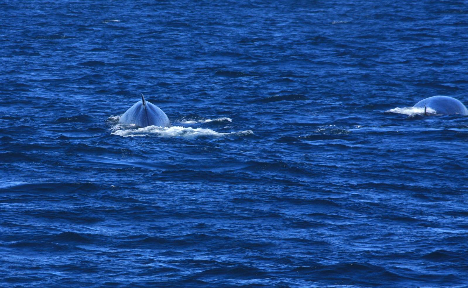 Fin Whales off Kenai Fjords NP - Alaska