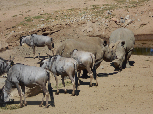 Final northern white rhino visit?