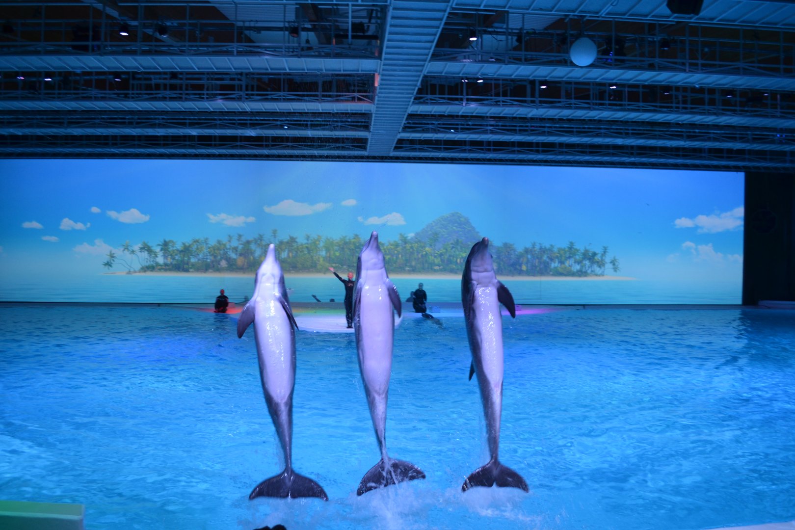 Final of dolphin show "Life" in Kolmården