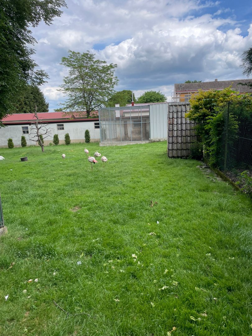 Final View of Black Swan, White Peafowl, Greater Flamingo and Grey crowned Crane Enclosure