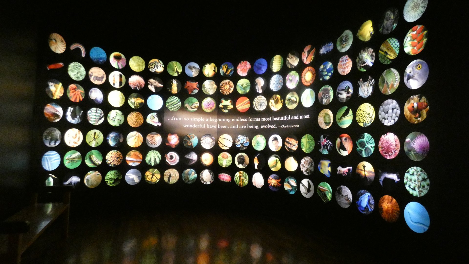 Final Wall of Murals and Quote, Evolving Planet - Feb. 2022