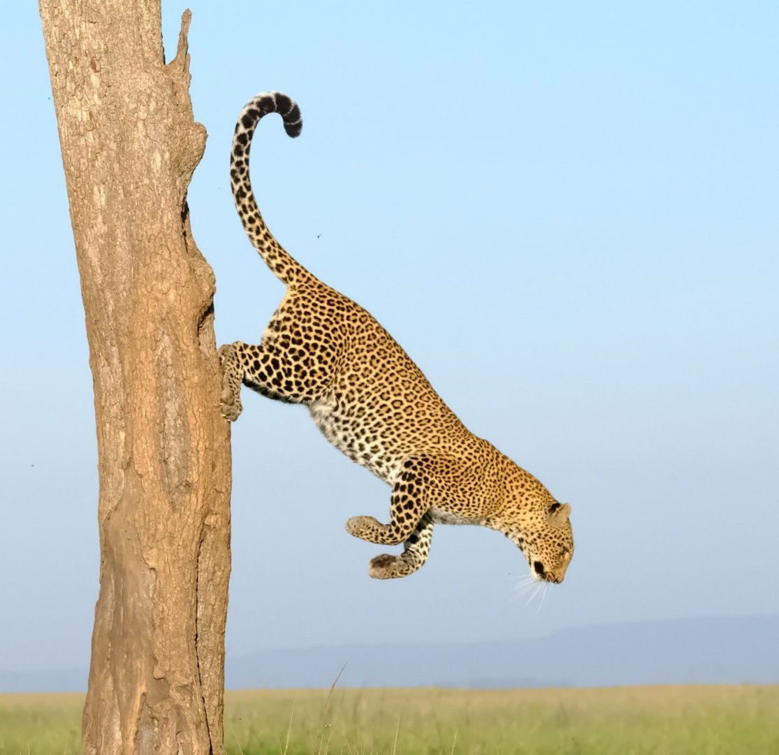 Finally a jumping African leopard on photo