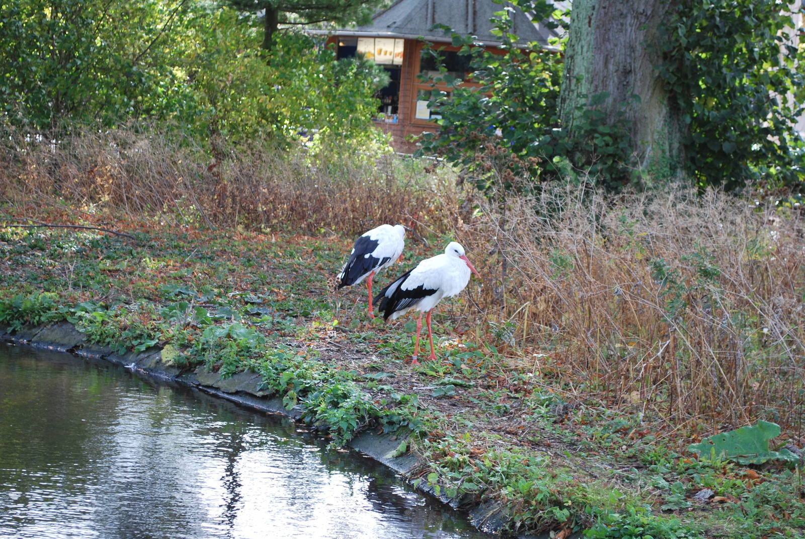 Finally: autumn has come to Copenhagen Zoo!