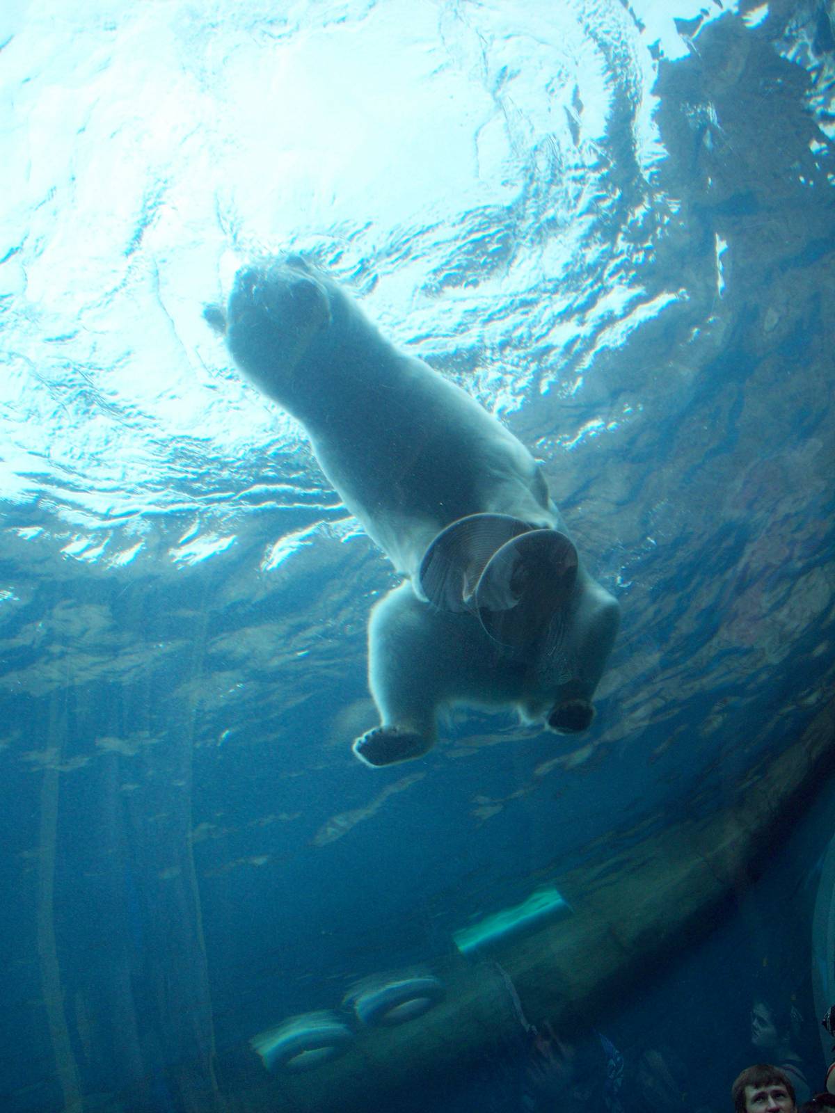 Finally, the Polar Bear swims.