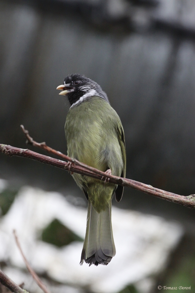 Finch-billed Bulbul (Spizixos semitorques)