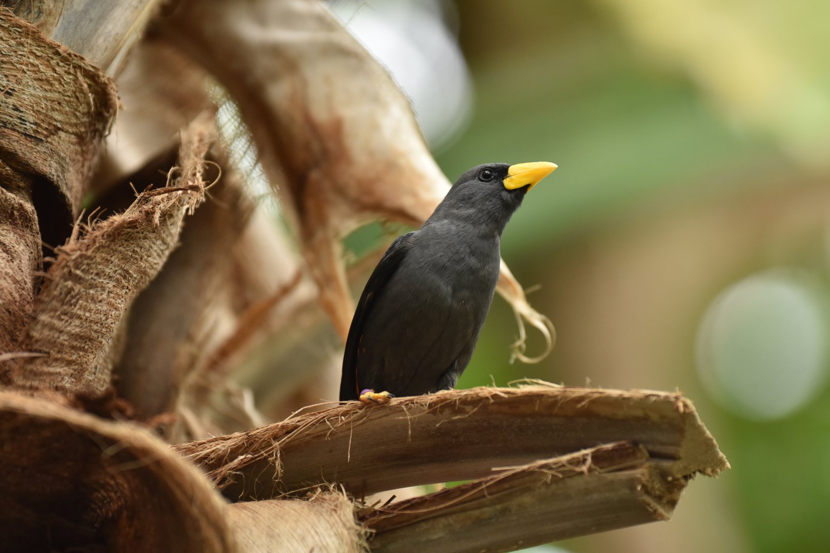 Finch-billed Myna Scissirostrum dubium