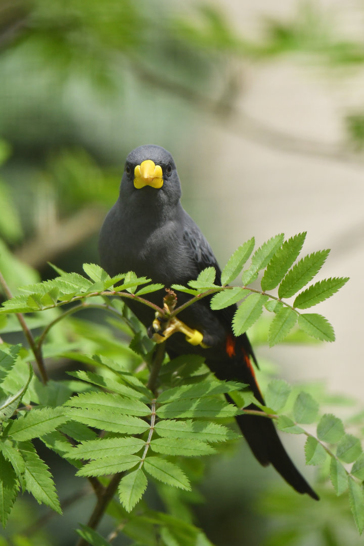 Finch-billed Myna Scissirostrum dubium