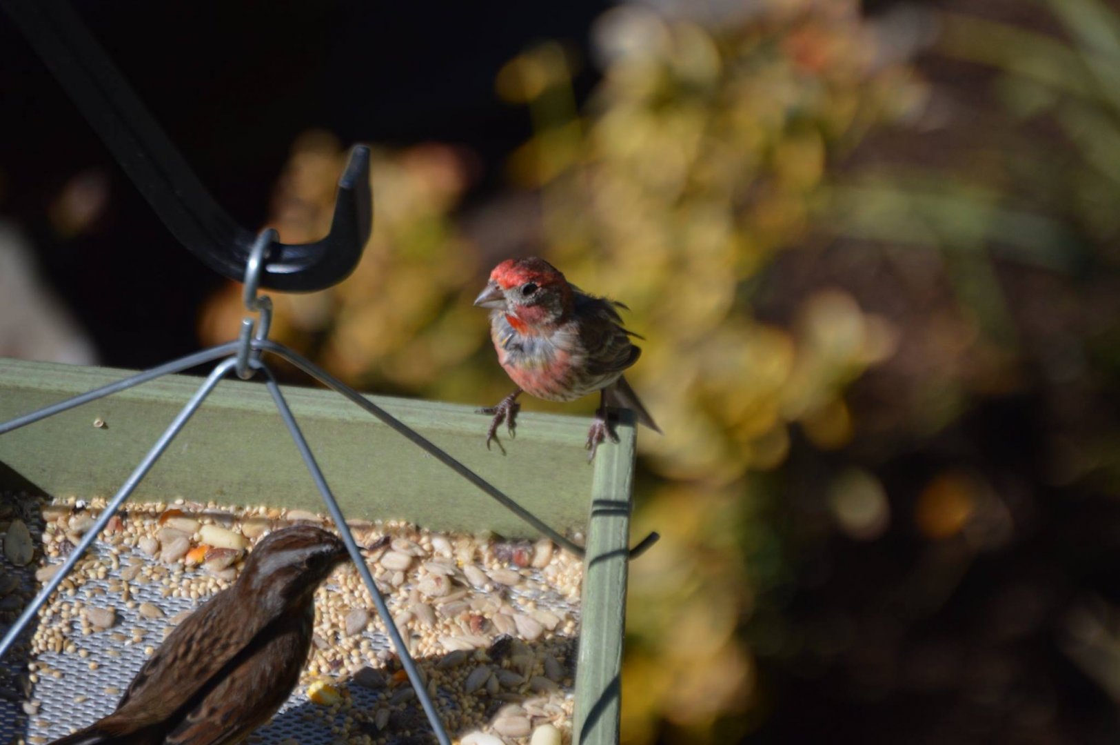 Finch ID