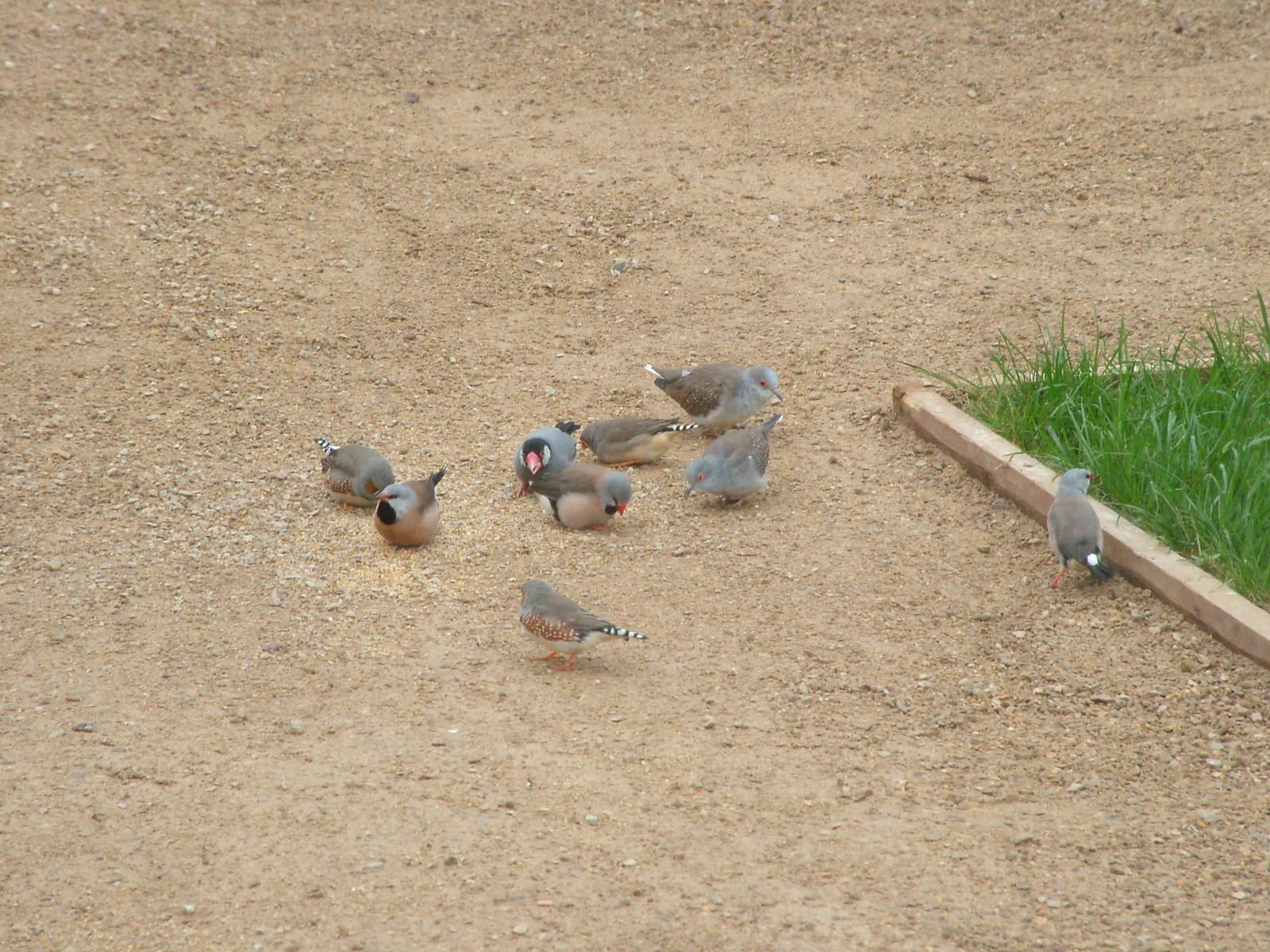 Finches at Twycross 25/05/09