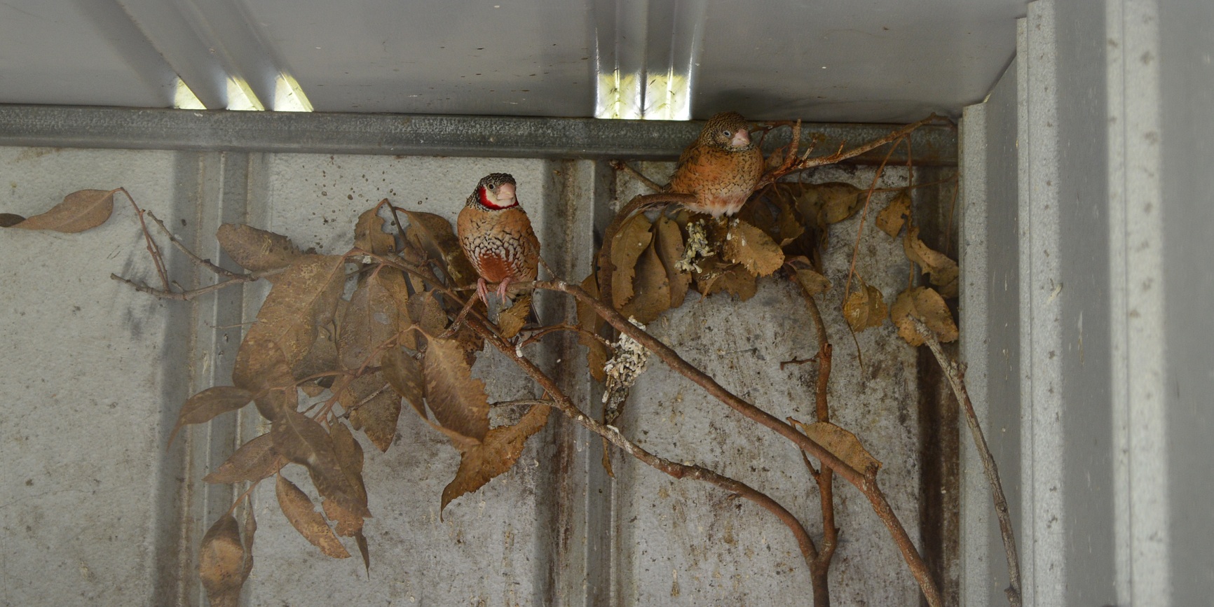 Finches - Humbug Scrub