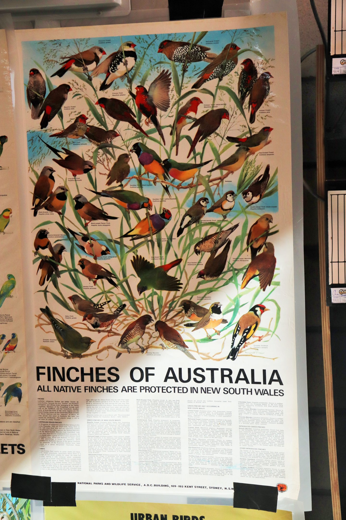 Finches of Australia Poster