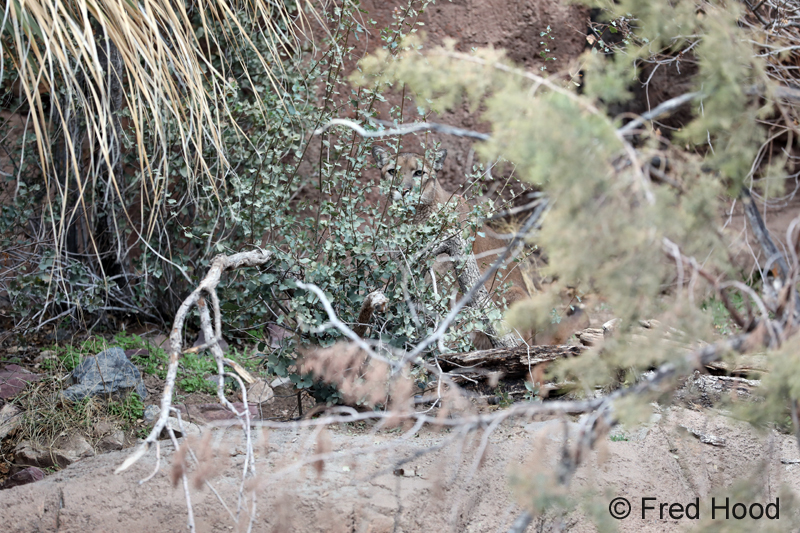 find and name the animal