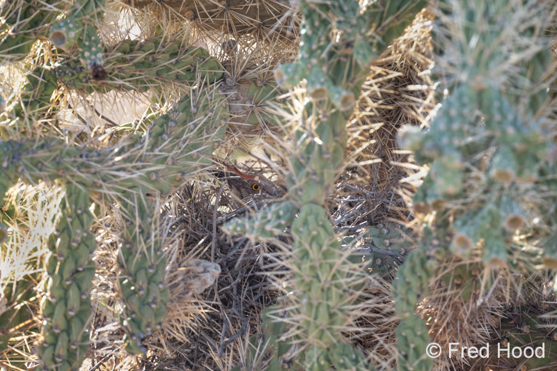 find and name the animal