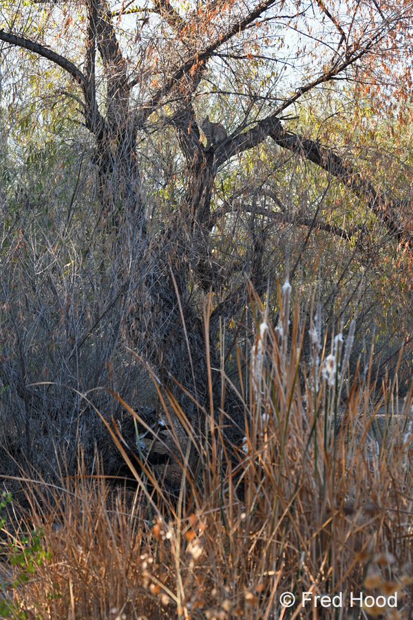 Find and name the mammal