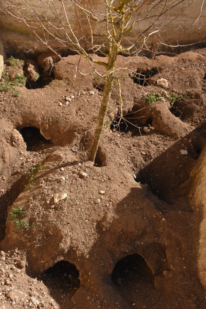 Find the Aardvark....