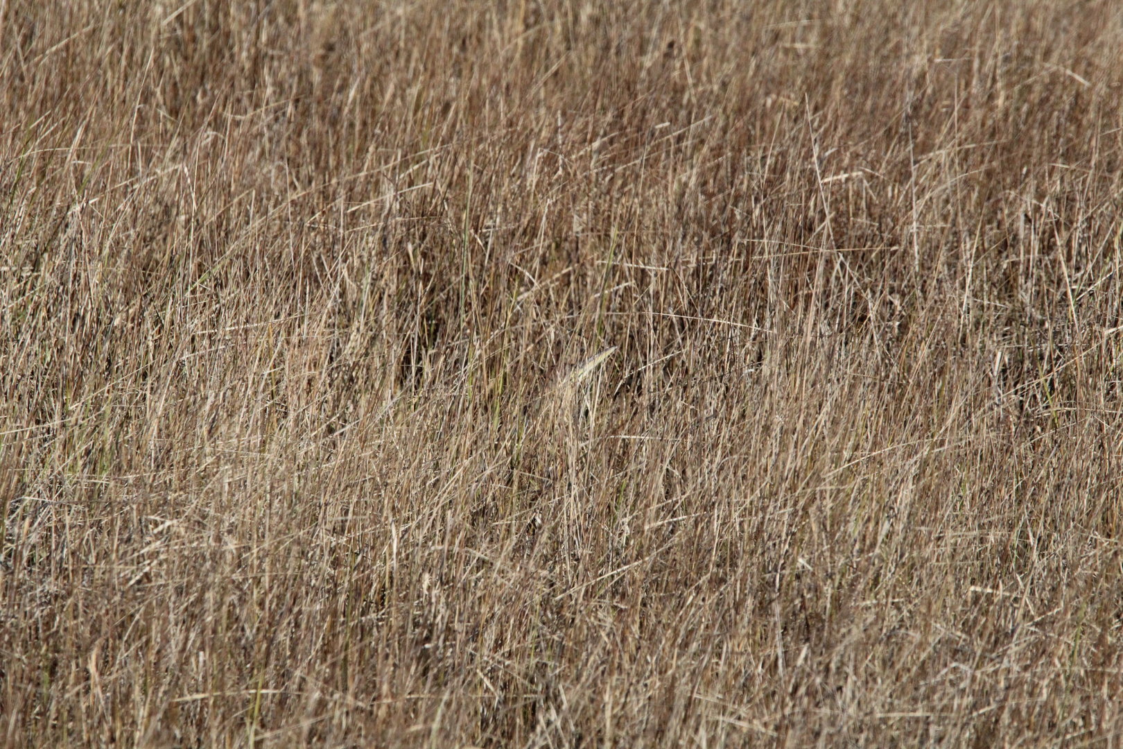 Find the Bittern!