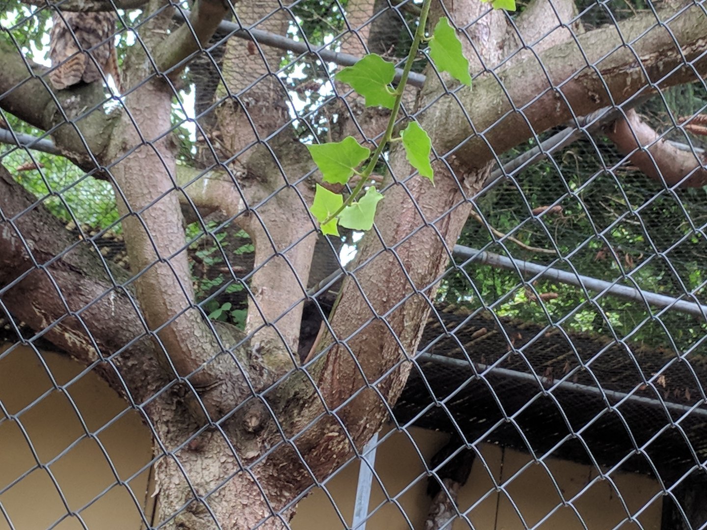 Find the Eurasian Eagle Owl?