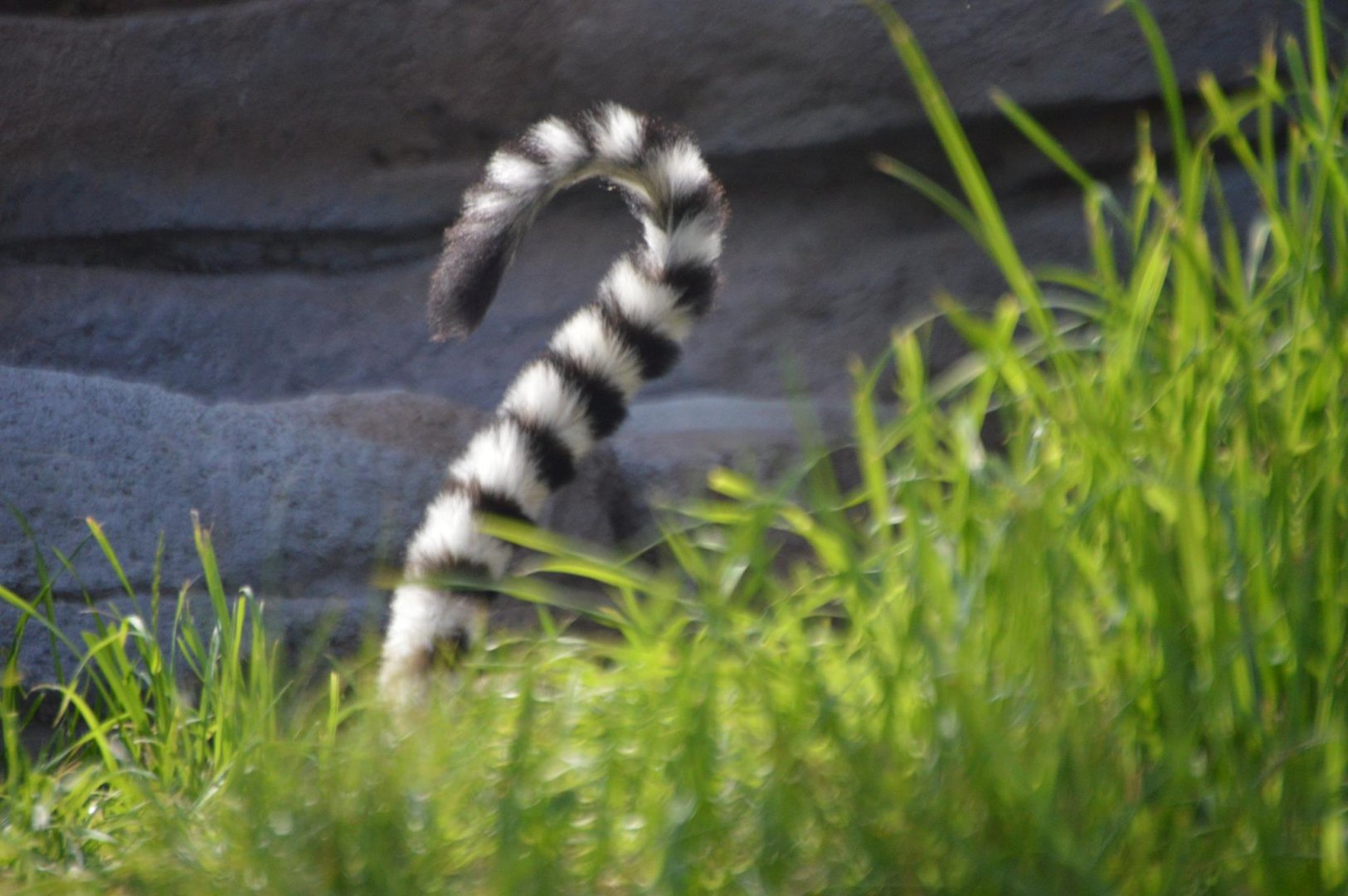 Find the lemur (Lemur catta)