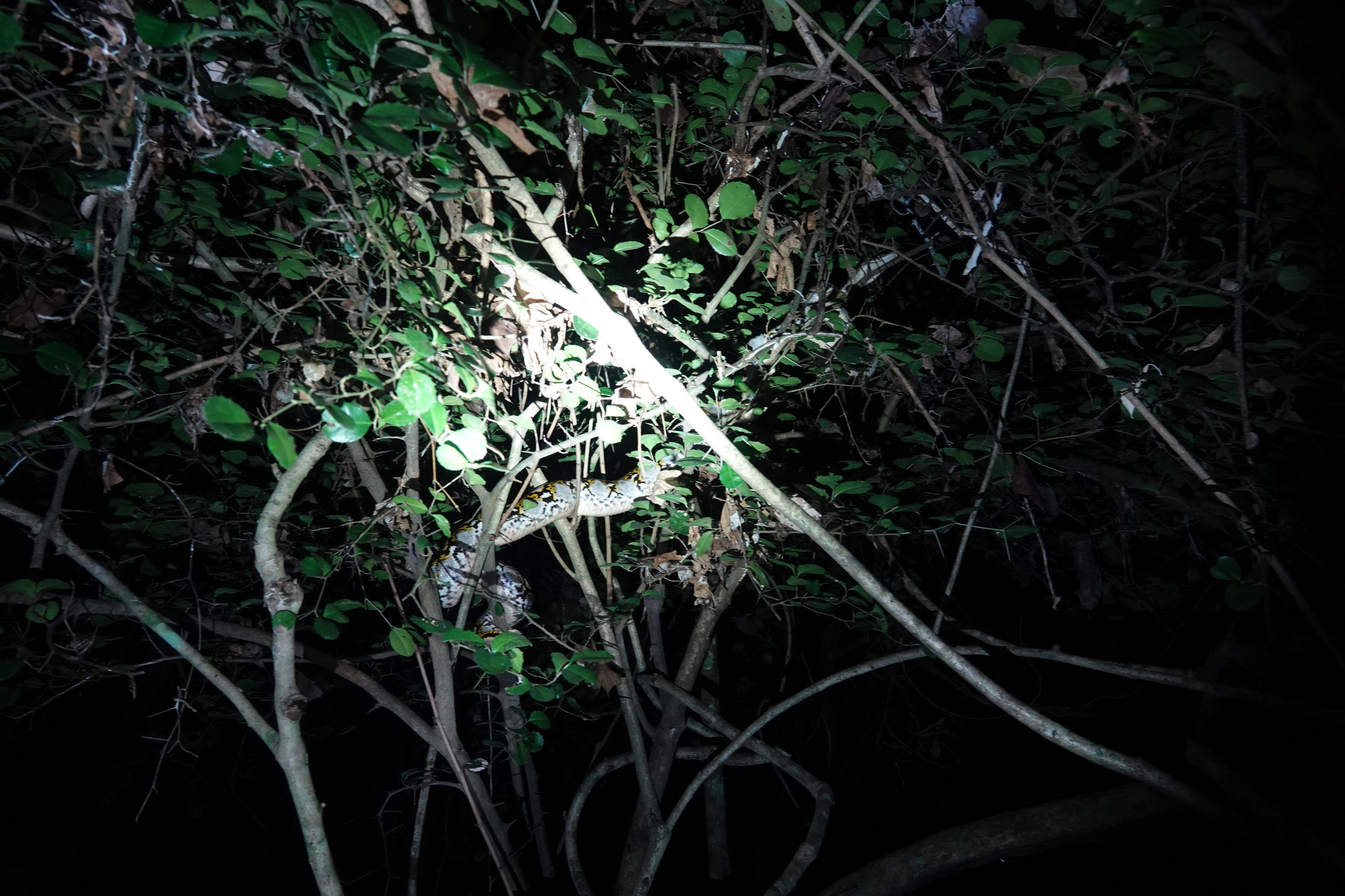 Find the Reticulated Python