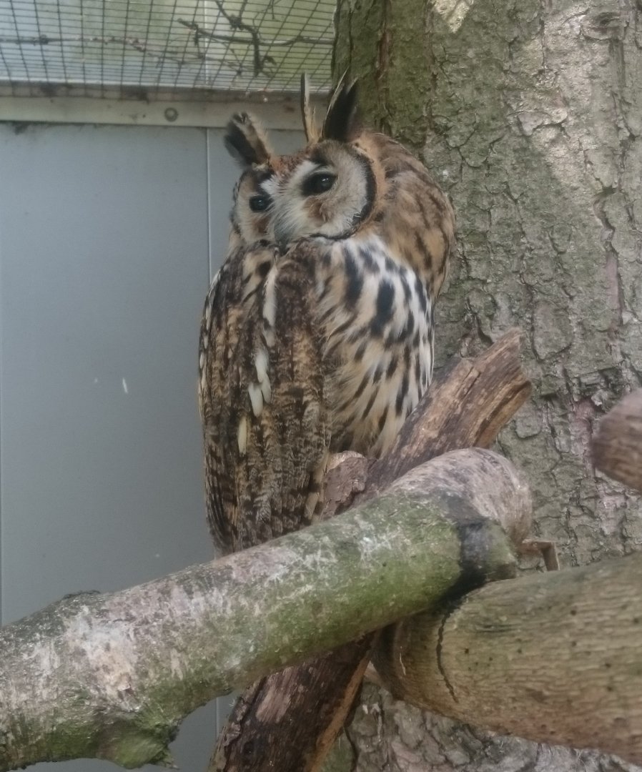 Find the second owl  ;)