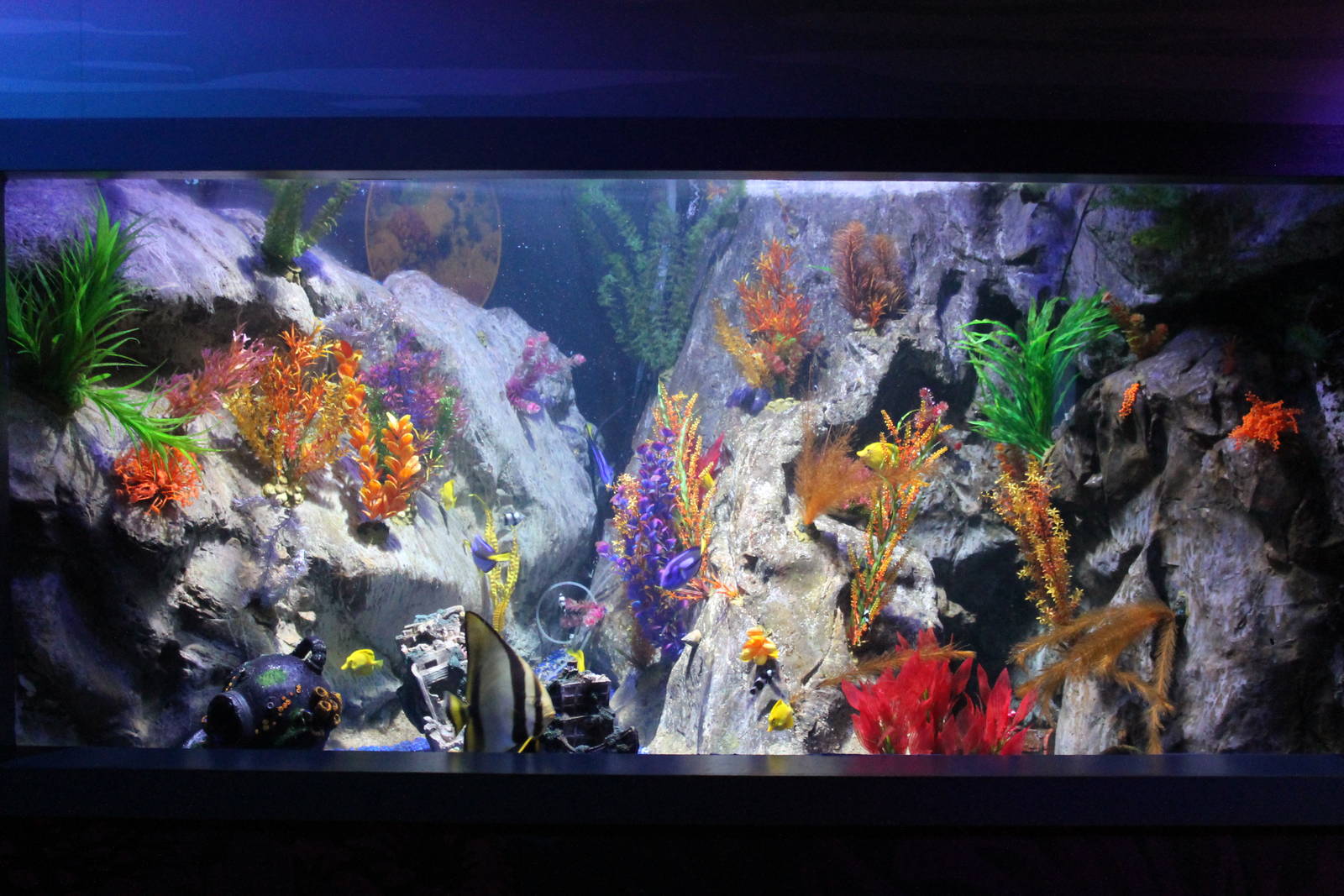 Finding Nemo tank