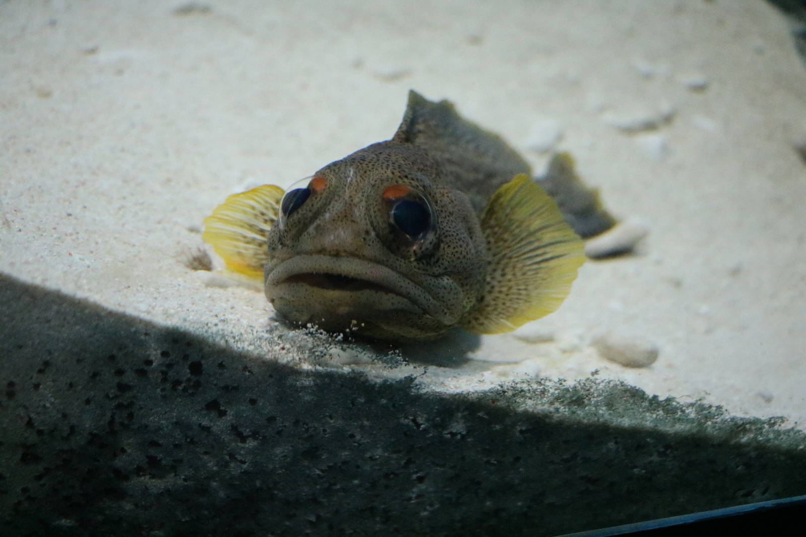 Fine-spotted jawfish - Tokyo Sea Life Park, February 2016