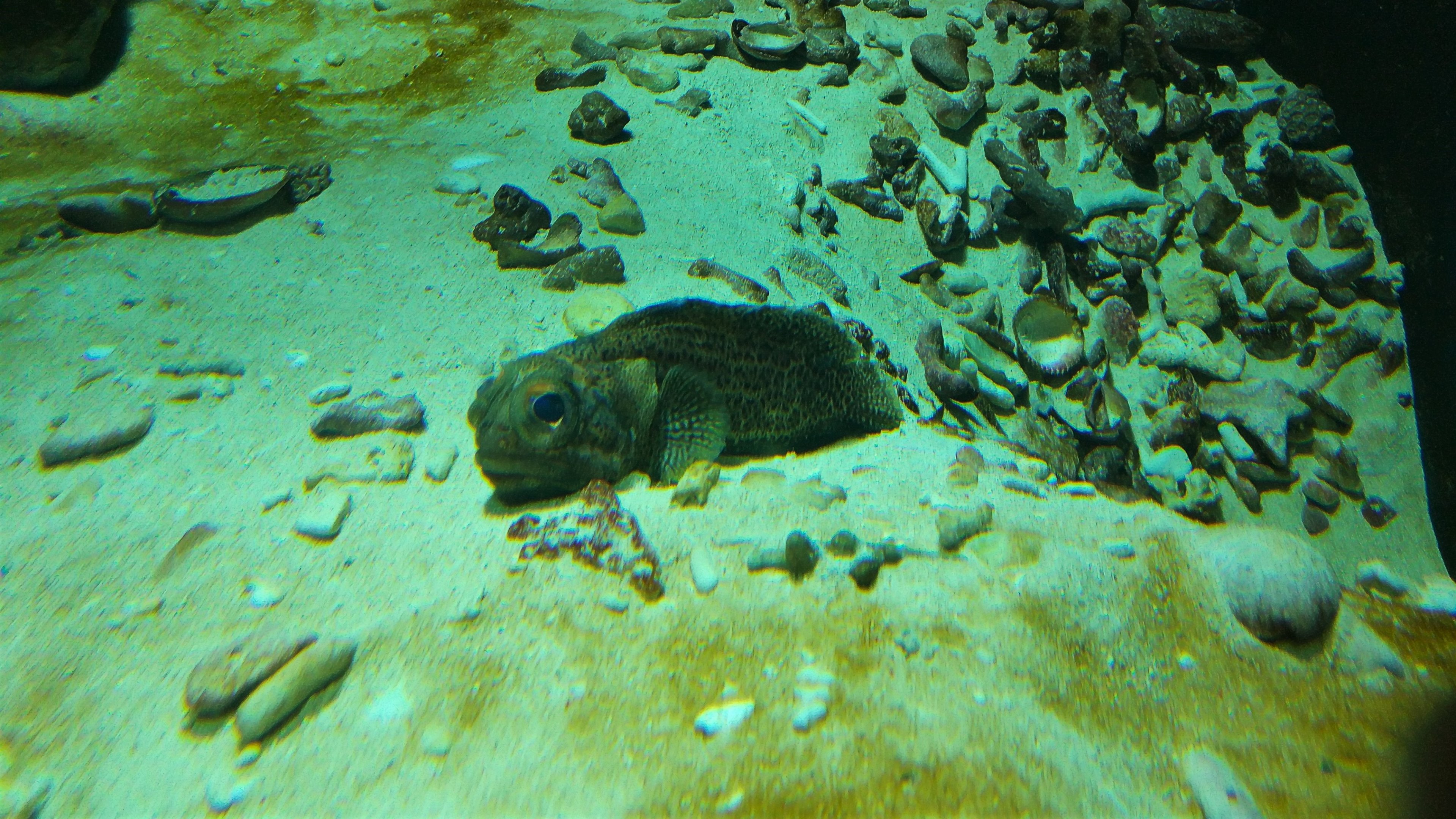 Fine-spotted Jawfish