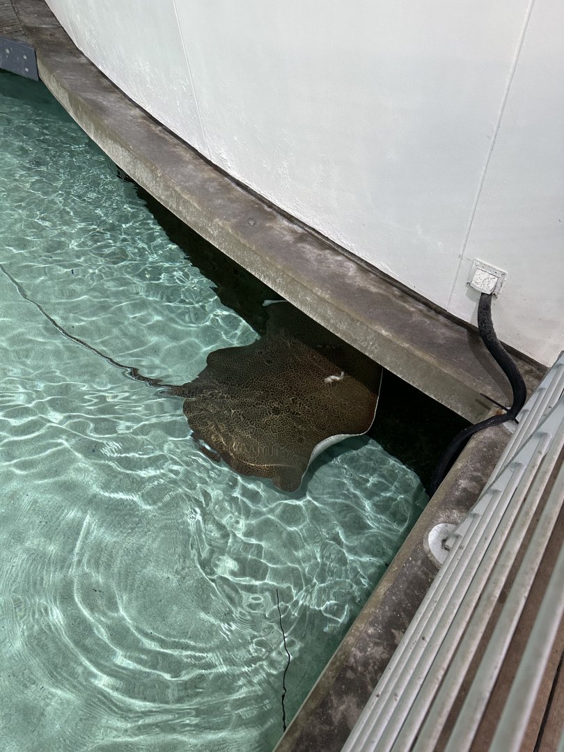 Fine-spotted leopard whipray (Himantura tutul) in the Reef Lagoon