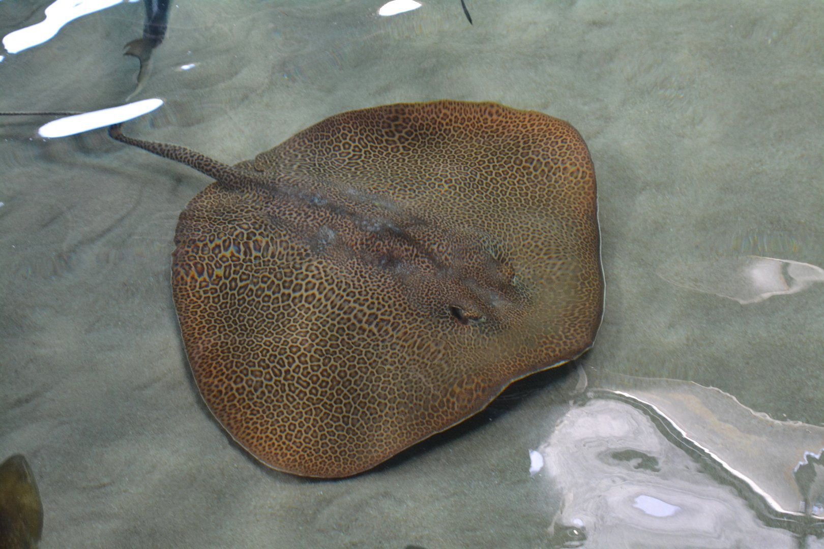 Fine-spotted leopard whipray (Himantura tutul)