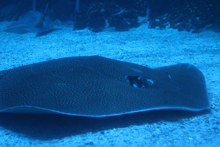 Fine-spotted leopard whipray (Himantura tutul)