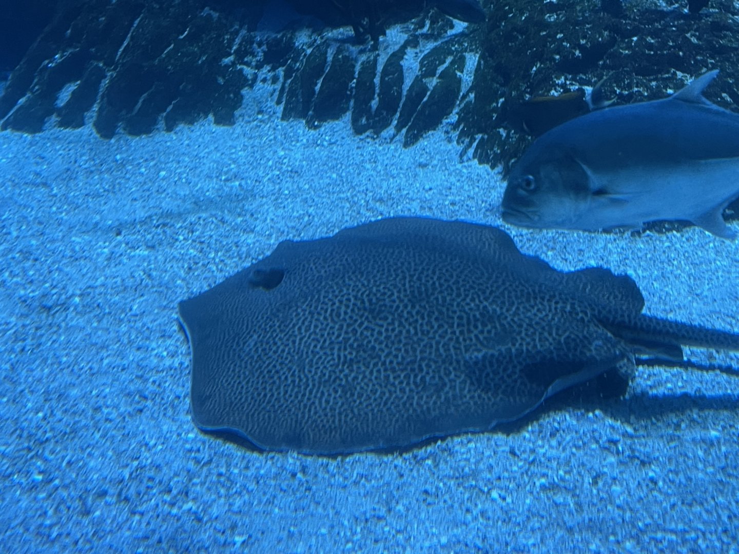 fine-spotted leopard whipray (himantura tutul)