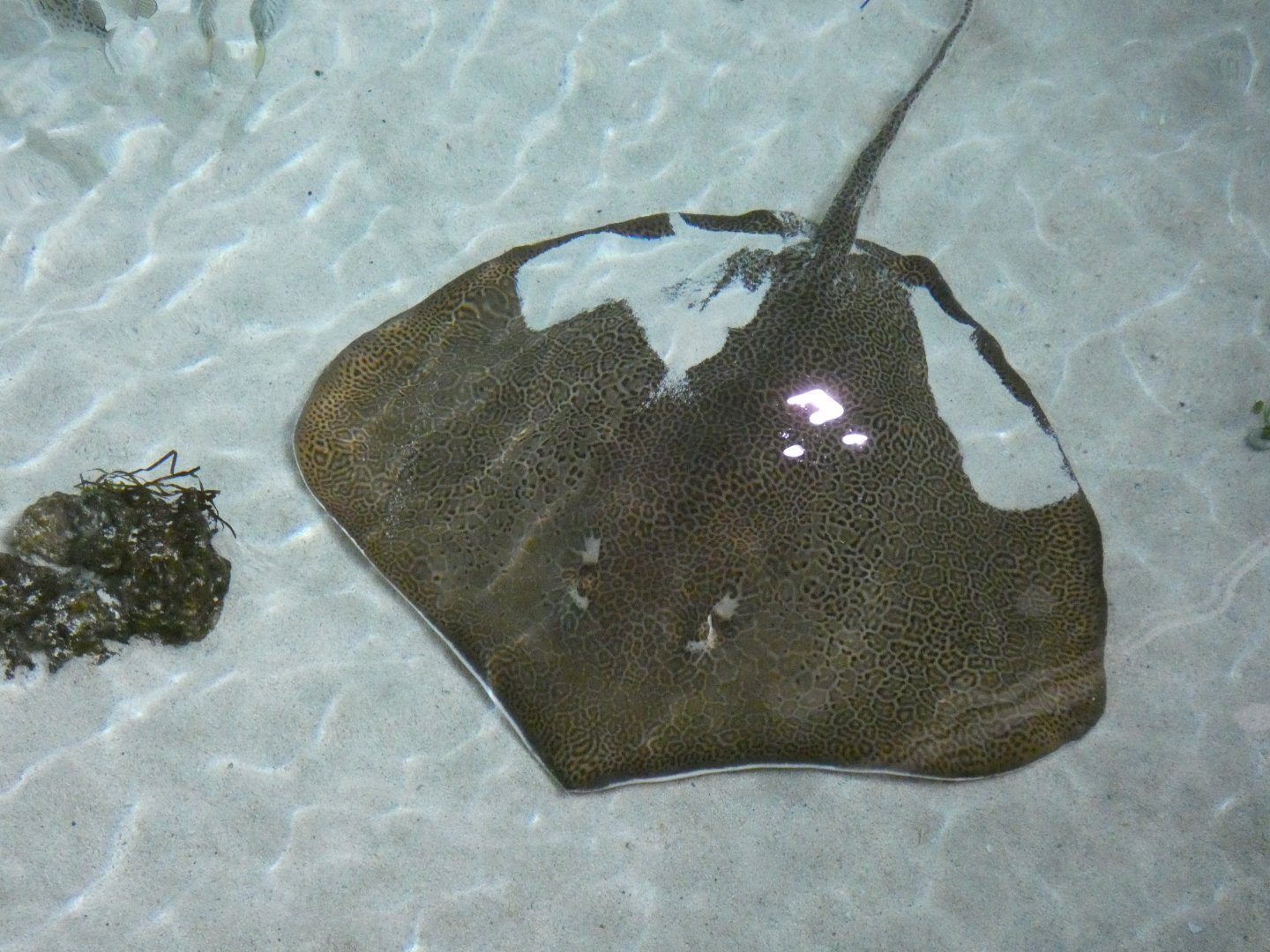 Fine-spotted leopard whipray