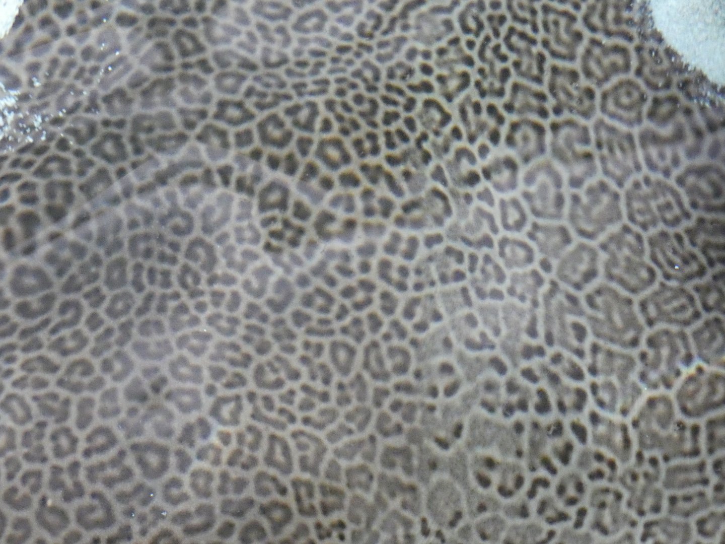 Fine-spotted leopard whipray