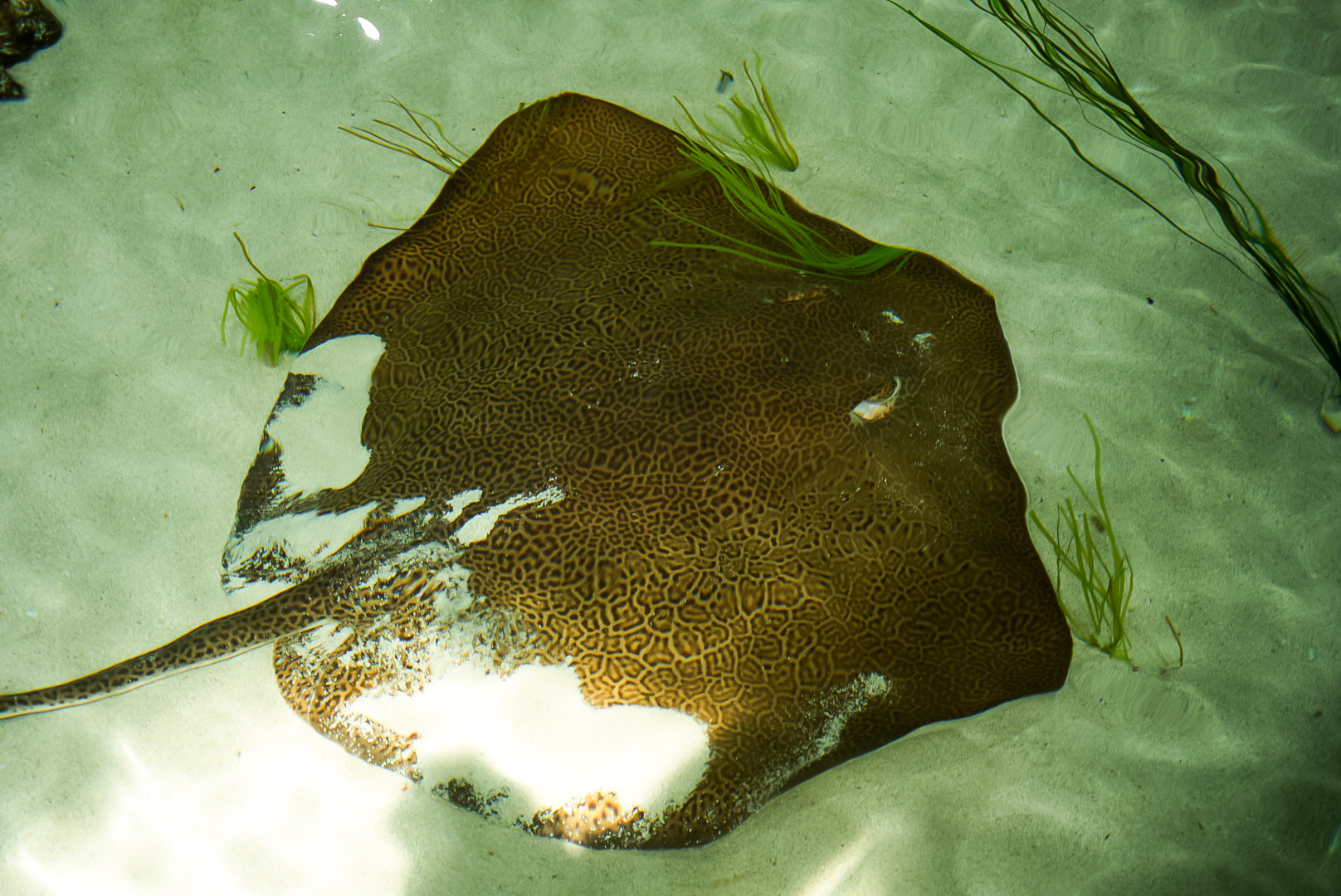 Fine-spotted Leopard Whipray