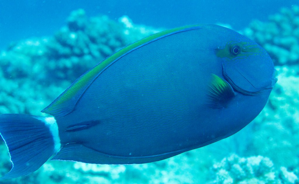 Finelined Surgeonfish (Acanthurus grammoptilus)