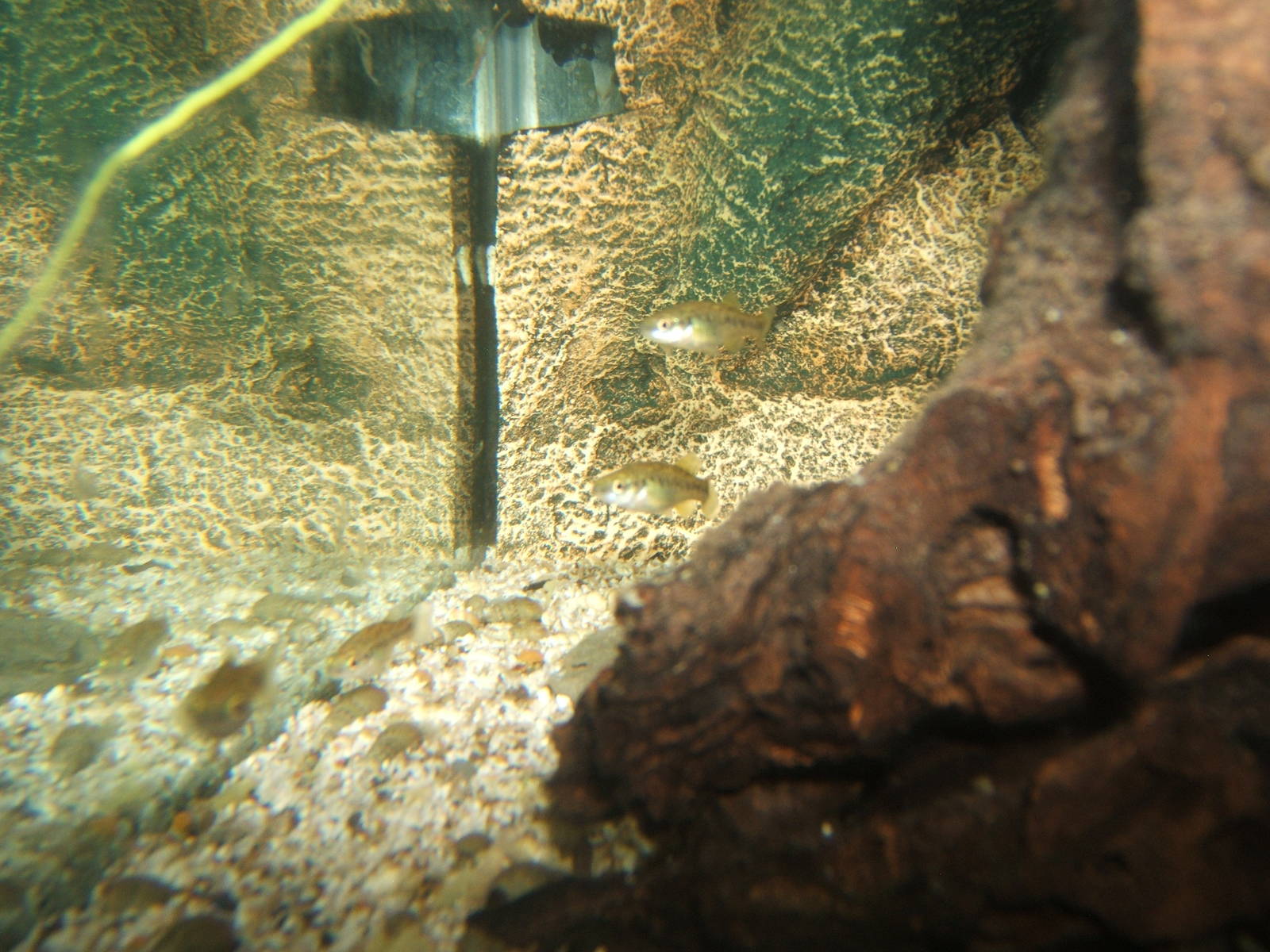 Finescale Splitfin (Allodontichthys polylepis)