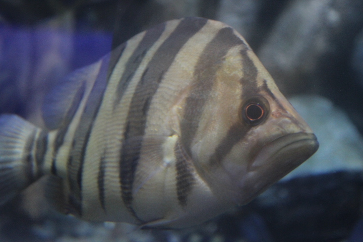 Finescale tigerfish (Datnioides microlepis)